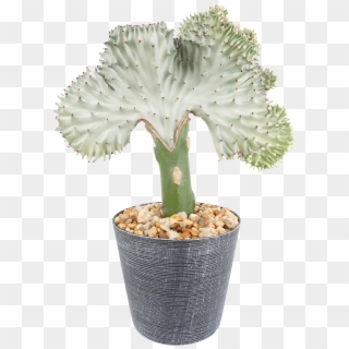 Delray Plants Coral Cactus Crested Euphorbia Easy To - Flowerpot, HD Png Download