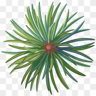 Pine Tree Branch - Agave, HD Png Download