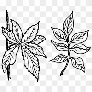Clipart Black And White Leaves, HD Png Download