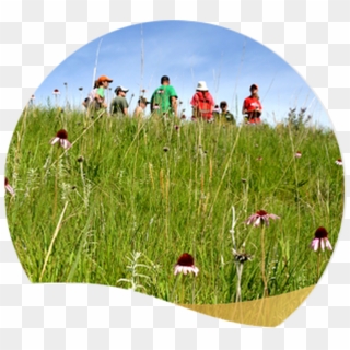 Photo Of Membership Package - Grass, HD Png Download