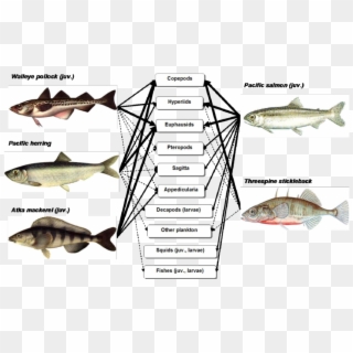 Scheme Of Trophic Relations Of Mass Species Fishes - Pacific Sturgeon, HD Png Download