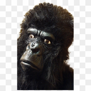 Large Gorilla Mask With Hair - Mountain Gorilla, HD Png Download