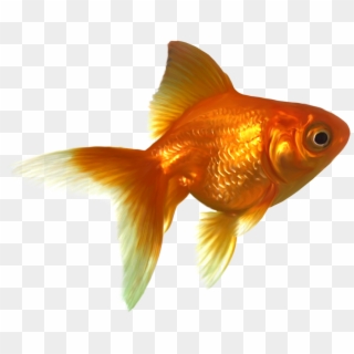 Goldfish Png Free Images - Gold Fish, Transparent Png