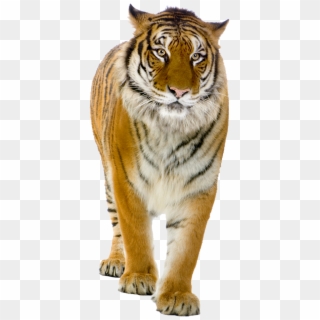 Tiger Png Front View Photo - Walking Tiger Png, Transparent Png