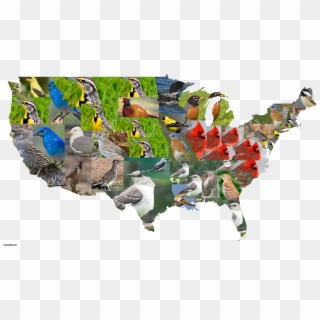 State Birds Of The Contiguous United States [oc] Mapporn, HD Png Download