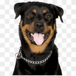 Beauceron Puppies Dogs - Fluffy Rottweiler Puppies, HD Png Download