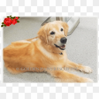 1 Of 8 Images - Golden Retriever, HD Png Download