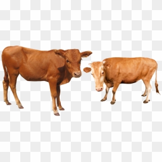 Cattle Water Transprent - Cow And Buffalo Png, Transparent Png