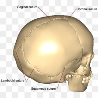 11 The Cranial Sutures - Squamous Sutures Of The Skull, HD Png Download