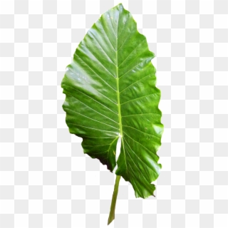 Leaf Green Leaves Green Leaf Png Image - ใบไม้ Png, Transparent Png