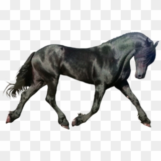 Black Horse Png - Black Horse Running, Transparent Png