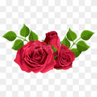 Free Png Download Red Roses Decorative Png Images Background - Hybrid Tea Rose Png, Transparent Png