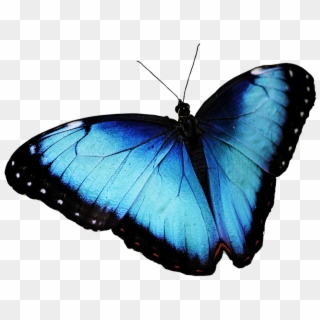 Butterfly, Blue Butterfly, Butterfly Png - Limenitis, Transparent Png