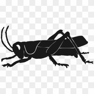 Silhouette Insect Grasshopper Raccoon Pest - Black Grasshopper Clipart, HD Png Download