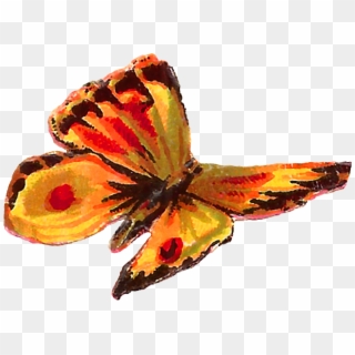 Yellow Butterfly Images, HD Png Download