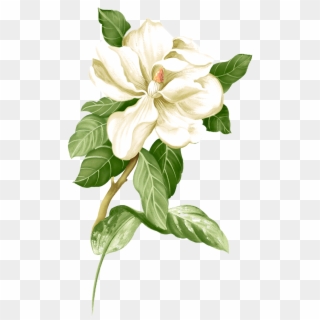 Painted Picture White Material Jasmine Download Hq - Png Jasmine Flower, Transparent Png