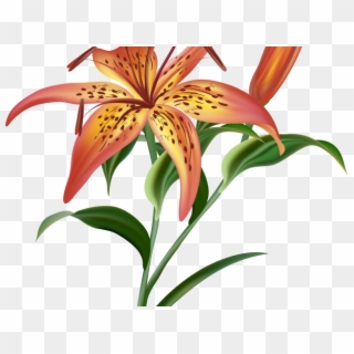 Orange Flower Clipart Tiger Lily Flower - Tiger Lily Png, Transparent Png