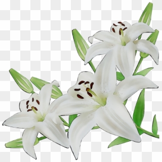 Lily, Flower, Cut Flowers Png Image With Transparent - Lembrancinhas De Confraternização Com Dizimistas, Png Download