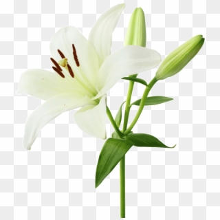 Lily Transparent Floral - White Lily Flower, HD Png Download