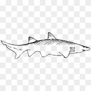 This Free Icons Png Design Of Shark 2 - Shark And Remora Drawing, Transparent Png