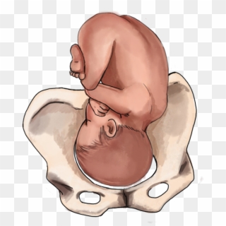 Anterior Baby Position - Fetal Position Baby, HD Png Download