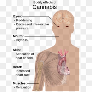 Marijuana / Stoner - Side Effects Of Cannabis, HD Png Download