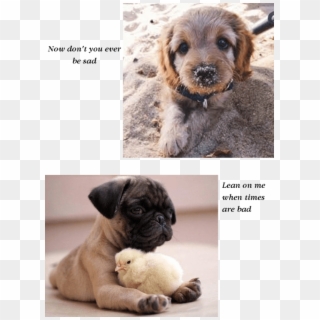 2 - Dogs Photography, HD Png Download