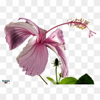 Hibiscus Png Transparent - Chinese Hibiscus, Png Download