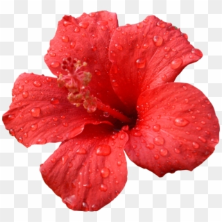 Hibiscus Transparent Psd - Transparent Red Hibiscus Flower, HD Png Download