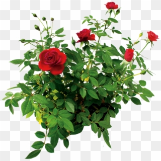 Цветок Розы, Куст Розы Красной, Rose Flower, Rose Bush - Rose Bush Png, Transparent Png