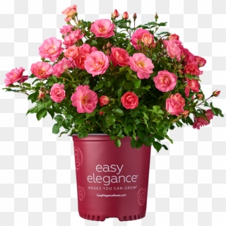 Easy Elegance Roses Potted Plant - Floribunda, HD Png Download