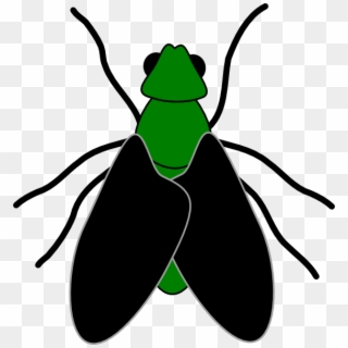 Flies Clipart Beetle - Clip Art Of Fly, HD Png Download