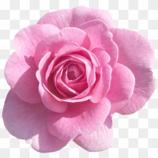 Pink Rose Png, Pink Roses, Light Pink Rose, Pink Flowers, - Pink Flower With Transparent Background, Png Download