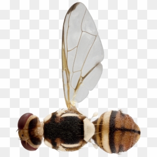 Fruit Fly Bactrocera Correcta - Net-winged Insects, HD Png Download