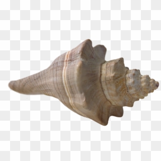 Seashell Shell Beach Sea Nature Png Image - Sea Shell, Transparent Png