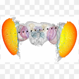 The Fruit Fly May Know It's Bugging You - Bird, HD Png Download