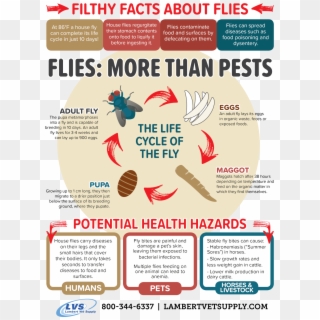 Facts About Flies - Graphic Design, HD Png Download