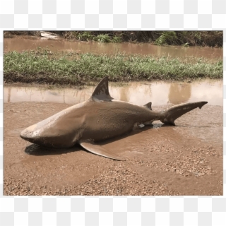 Bull Shark Png - Cyclone Debbie 2017 Damage, Transparent Png