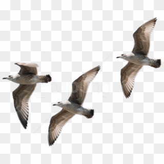 Download Gull Png Pic Png Images Background - Bird Flying No Background, Transparent Png