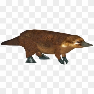 Posted Image Platypus, Duck Billed Platypus - Zt2 Platypus, HD Png Download