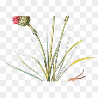 Transparent Wildflower Png, Png Download