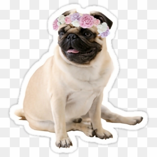 Tumblr Sweet Mops Mopspug Dog Pug - Pug Wallpaper Xr, HD Png Download