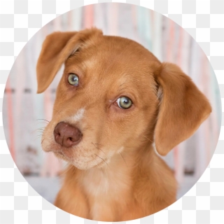 Adopt - Companion Dog, HD Png Download