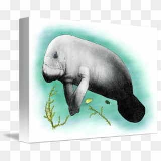 By Roger Hall - Manatee, HD Png Download