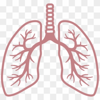 Lungs Clipart No Background, HD Png Download