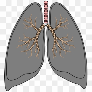 Transparent Smoker Lungs Png, Png Download