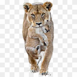#lion #lioness #cub - Female Lion Male Lion, HD Png Download