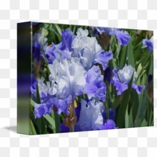 Blue Iris Flower - Iris, HD Png Download