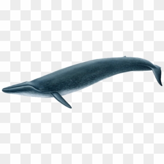 Real Blue Whale Png, Transparent Png