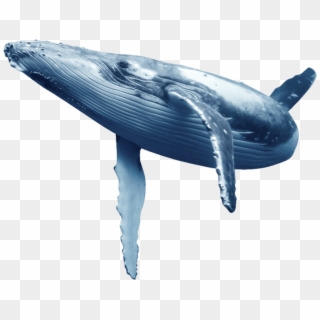 #whale #bluewhale - Синий Кит Кит Png, Transparent Png